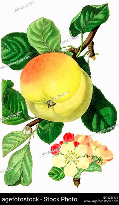 Apfel von Hawthornden, kurz Hawthornden, digitale Reproduktion einer Originalvorlage aus dem 19. Jahrhundert, Originaldatum nicht bekannt