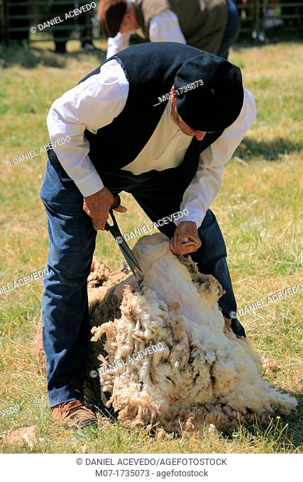 Tradicional sheep saving in Brieva transhumancia festival during spring time. Demanda range mountain range, Demanda mountains, Brieva village, La Rioja, Spain