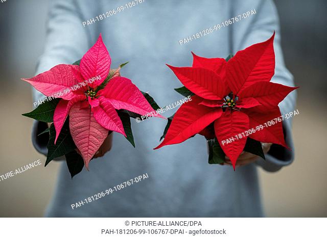28 November 2018, Lower Saxony, Wiesmoor: A woman holds two poinsettias (lat. Euphorbia pulcherrima) in her hands. (to dpa ""Chic or stuffy? New image for the...