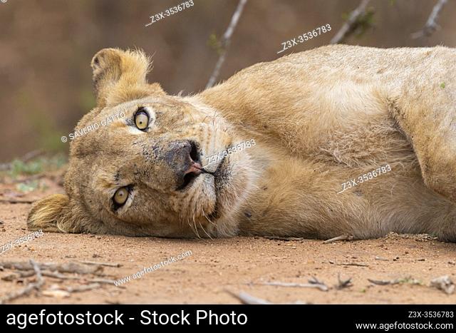 Lion (Panthera leo melanochaita), close-up of a lioness at rest, mpumalanga, South Africa