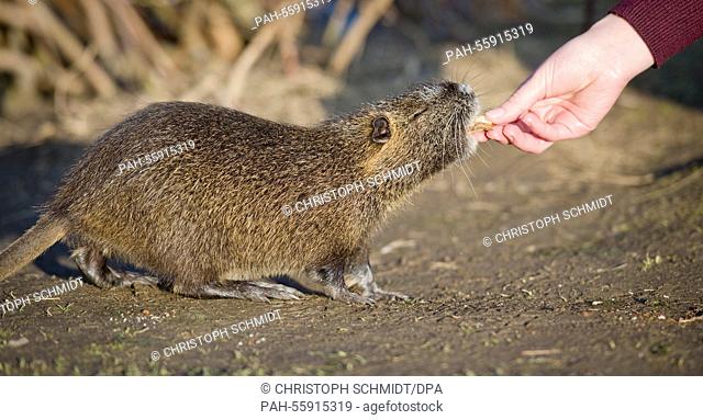 A woman feeds a piece of dry bread to a coypu, also known as a river rat, in Nidda Park in Frankfurt am Main, Germany, 15 February 2015