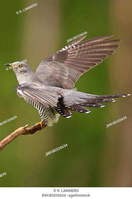 Eurasian cuckoo (Cuculus canorus), male starting from a branch, Germany