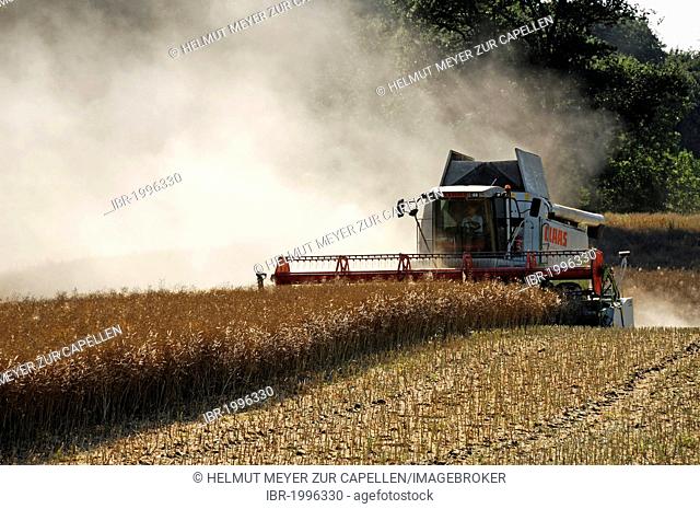 Combine harvester threshing rape, Blieschendorf, Mecklenburg-Western Pomerania, Germany, Europe