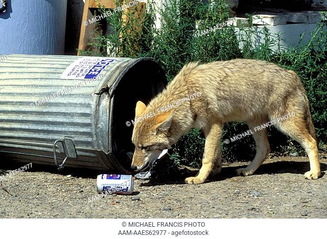 Coyote (Canis latrans), at trash can in alley, captive, Animals of Montana, Bozeman, Montana