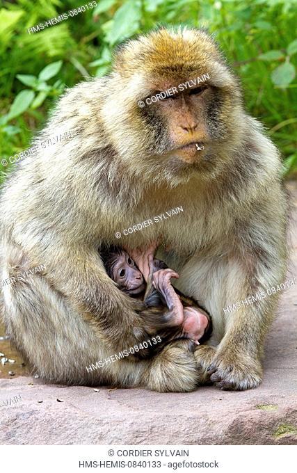 France, Bas Rhin, Kintzheim, Monkeys mountain, Barbary macaque (Macaca sylvanus), male and baby