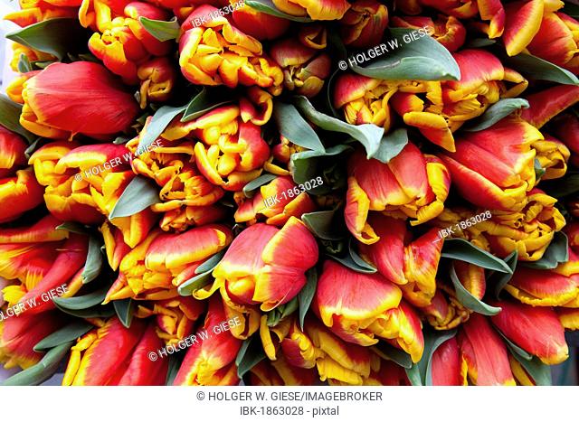 Bunch of flowers at a market stand, tulips (Tulipa)