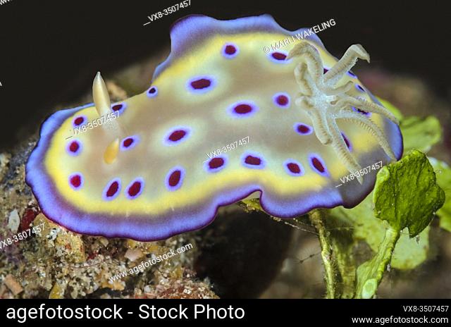 sea slug or nudibranch, Goniobranchus kuniei, Lembeh Strait, North Sulawesi, Indonesia, Pacific