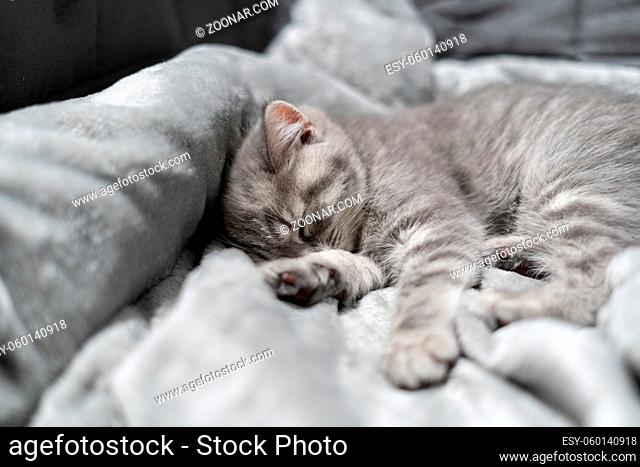 Adorable little pet. Cute child animal. Cute little kitten of gray color of Scottish Straight breed is sleeping sweetly on bedspread at home on couch