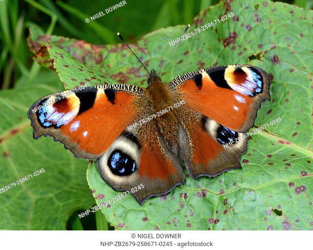 Close-up of a Peacock butterfly (Inachis io) resting with open wings on a leaf in a Norfolk open woodland habitat in summer