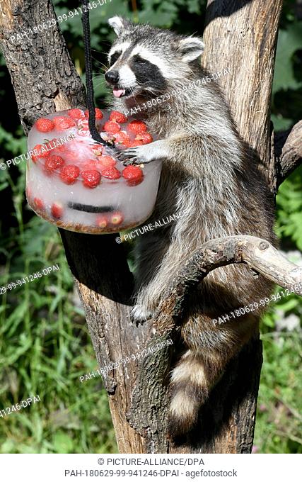 29 June 2018, Germany, Hanover: A racoon refreshes itself with an ice cake containing strawberries, raisins and honey at Hanover Adventure Zoo