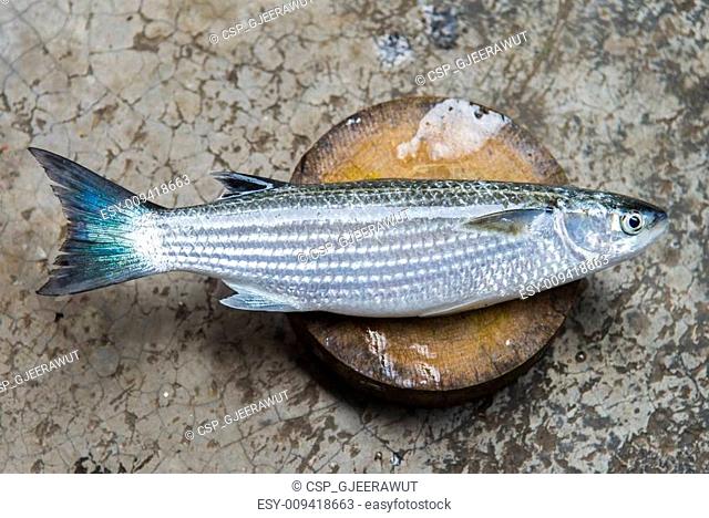 Sea mullet fish on chopping block