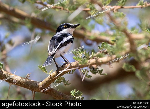 Chin-spot Batis that sits on an acacia branch in an oasis in an African shroud