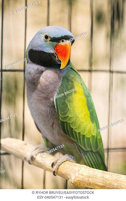 Lord Derby's Parakeet Or Psittacula Derbiana, Also Known As Derbyan Parakeet. Wild Bird In Cage