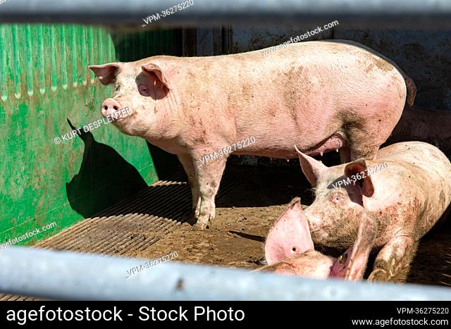 Illustration picture shows organic pig farm Biovar, in Ruiselede, Saturday 11 June 2022. BELGA PHOTO KURT DESPLENTER