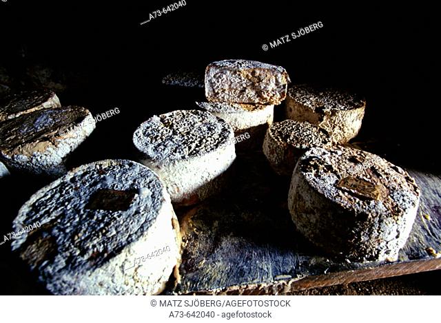 Cheese in the cueva (cave) of Javier Campo (producer of Picon de Tresviso). Tresviso. Cantabria. Picos de Europa. Spain