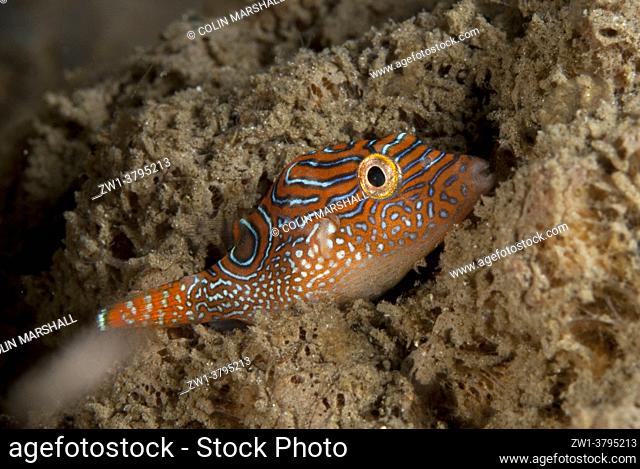Peter's Toby (Canthigaster petersii), TK1 dive site, Lembeh Straits, Sulawesi, Indonesia