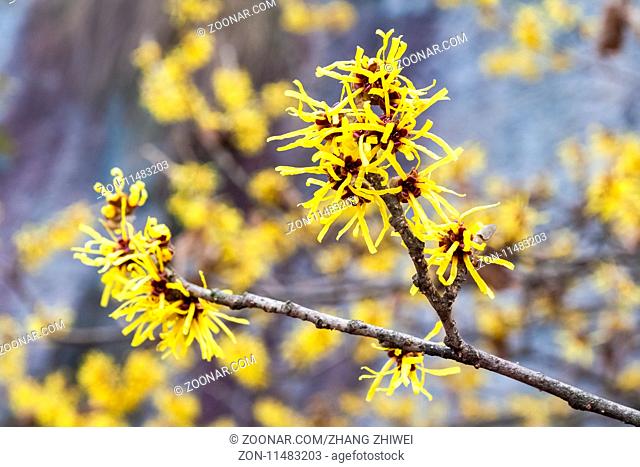 hamamelis or witch hazel flower in full bloom