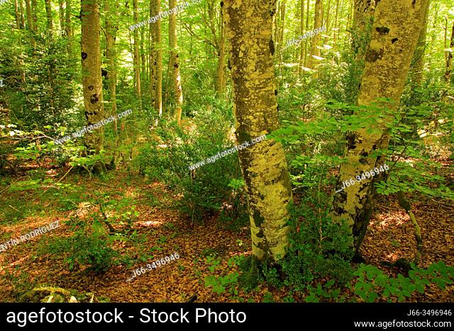Beech forest on the Mata de Haya route in the Belagua valley. Roncal valley. Navarra