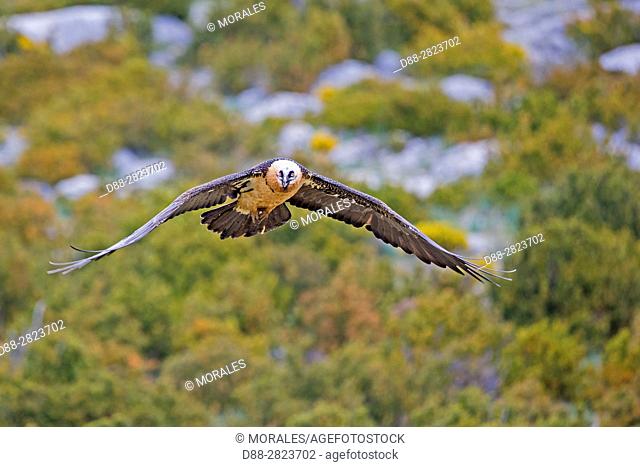 Europe, Spain, Catalonia, Lerida province, Boumort, Bearded vulture at the feeding station in the game reserve, adult in flight