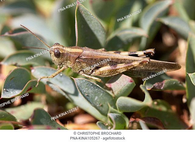 Eastern Long-winged grasshopper Epacromius tergestinus - Brem-sur-Mer, Vendee, Pays de la Loire, France, Europe