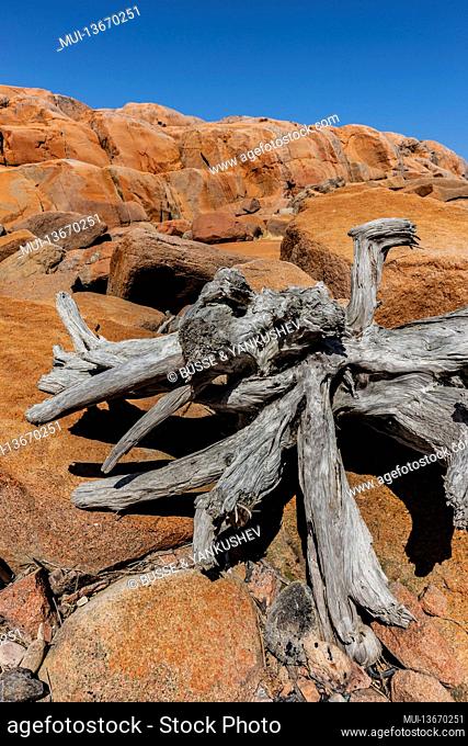 Dry root in a stone desert