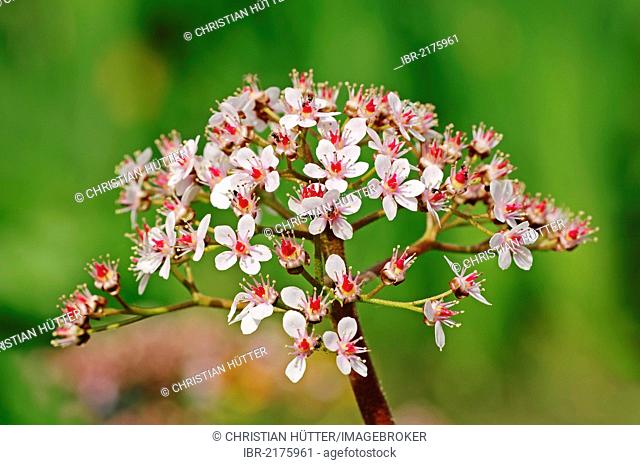 Indian rhubarb, or Umbrella plant (Darmera peltata, Peltiphyllum peltatum), flowering, native to North America