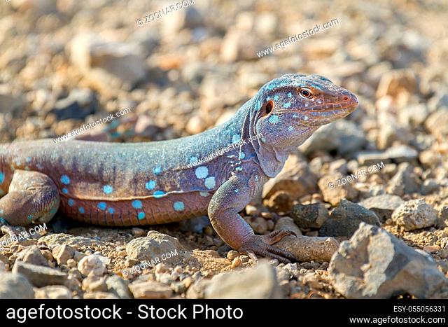 Close up whiptail lizard on ground with stones