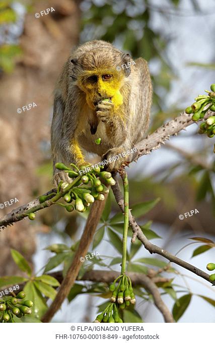 Callithrix Monkey Cercopithecus sabaeus adult female, with pollen on face, feeding on ceiba tree flowers, Niokolo-Koba, Senegal, february