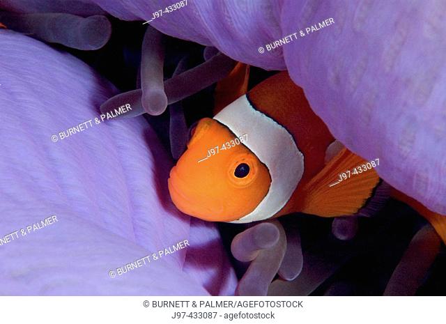 False Anemonefish (Amphiprion sp.) finds comfort in the soft layers of the anemone (Heteractis magnifica), Raja Ampat, Indonesia, Indo-Pacific Ocean