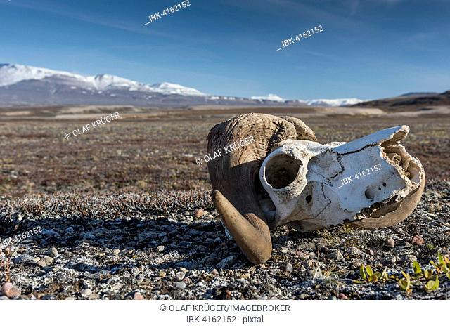 Bleached skull of a musk ox, Holmbugt, Kong Oscar Fjord, Northeast Greenland National Park, Greenland