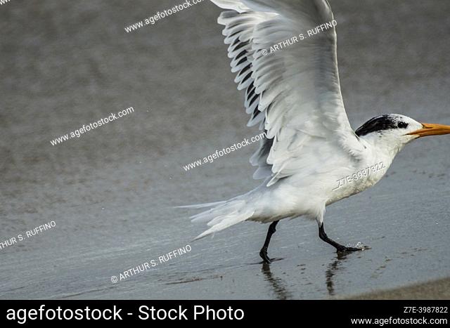 Royal tern (Thalasseus maximus) with open wings. South Florida, U. S. A. , North America