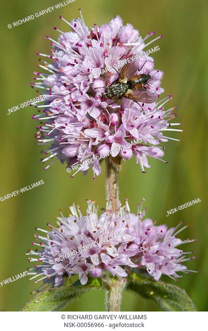 Blow Fly (Calliphoridae) feeding on Water Mint (Mentha aquatica) flower head, United Kingdom, Devon, Little Bradley Ponds Nature Reserve