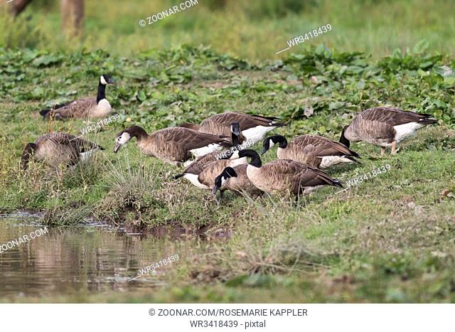 Kanadagänse im Beeder Biotop bei Homburg - Canada geese in the Biotop of Beeden