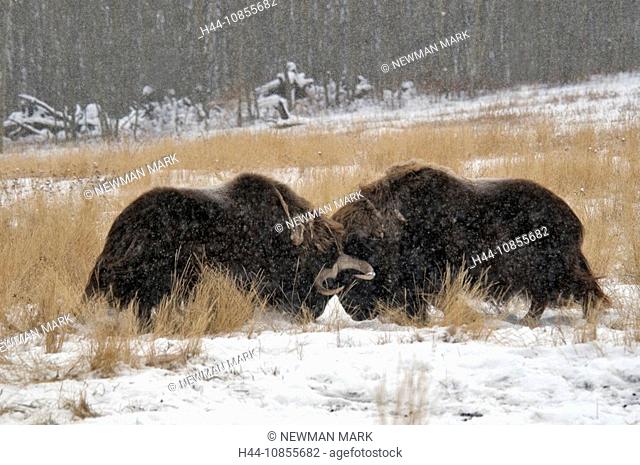 10855682, Muskox, Ovibos moschatos, Yukon wildlife