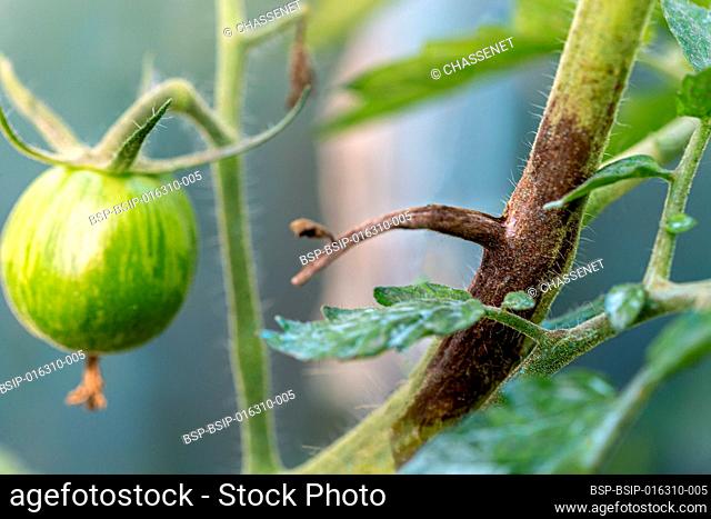 Leaves and stems of tomato plants attacked by mildew