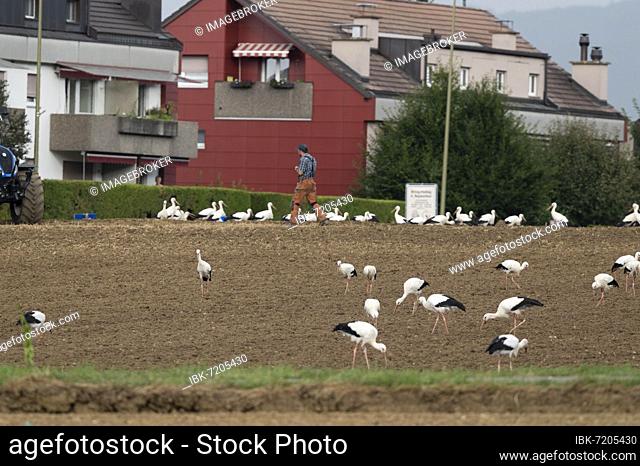 White stork (Ciconia ciconia), troop on field, autumn migration, Basel-Landschaft, Switzerland, Europe