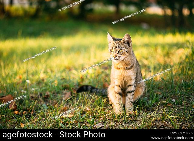 Cute Tabby Gray Cat Sitting In Grass Outdoor In Sunny Summer Evening