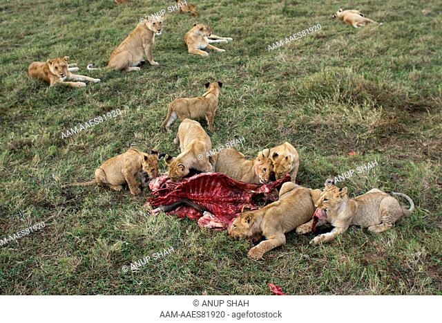 Lion pride feeding on kill (Panthera leo). Maasai Mara National Reserve, Kenya. Aug 2008