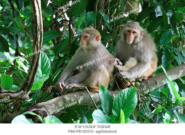 Two monkeys in a tree at the Sundarbans, a UNESCO World Heritage Site,  Stock Photo, Picture And Rights Managed Image. Pic. PBG-PB100310 |  agefotostock