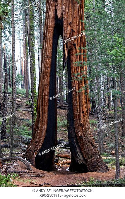 The Clothespin Tree in Mariposa Grove, Yosemite National Park, California, USA