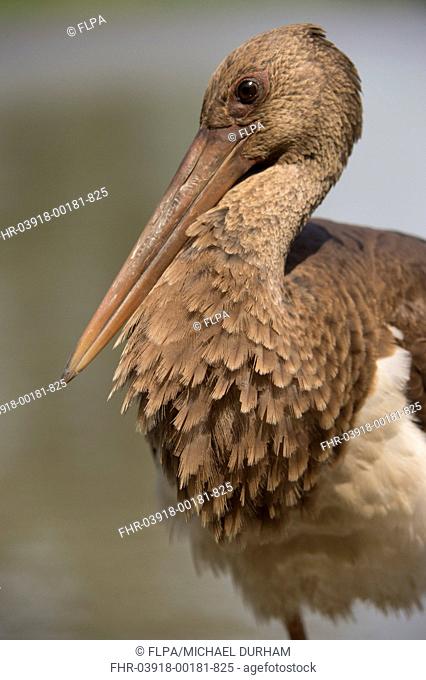 Black Stork (Ciconia nigra) juvenile, close-up of head and breast, Hortobagy N.P., Hungary, April