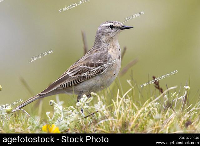 Water Pipit (Anthus spinoletta), side view of an adult standing on the ground, Abruzzo, Italy