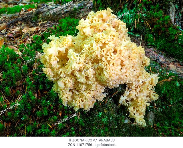 Cauliflower mushroom is a genus of parasitic and saprobic mushrooms characterised by their unique shape and appearance. This appearance can be described as...