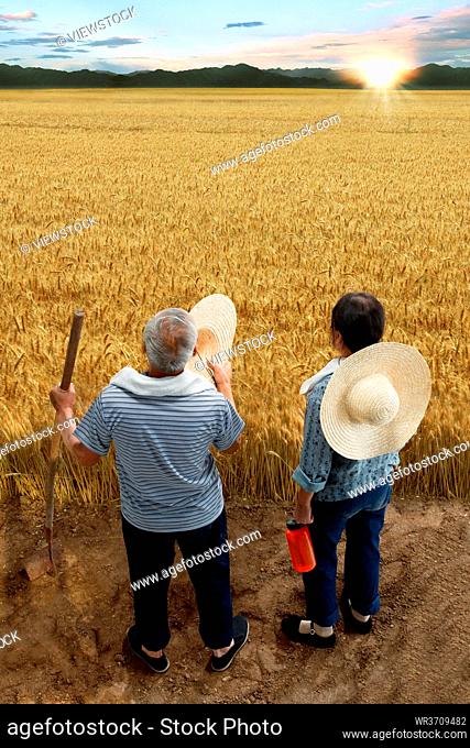 Farmers couples working in wheat field