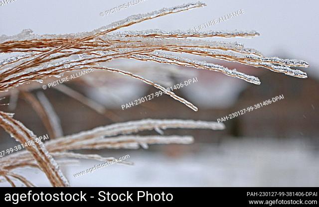 27 January 2023, Saxony-Anhalt, Blankenburg: The branches of a grass shrub in the baroque garden of the small castle in Blankenburg are covered with ice