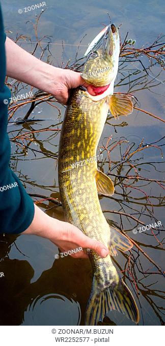 pike fishing on the Arctic rivers