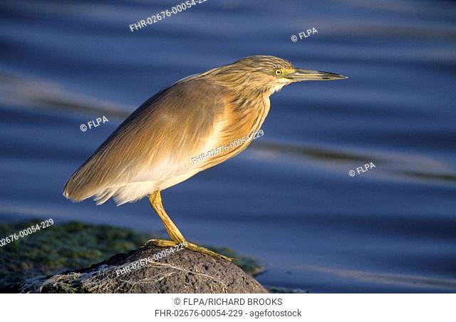 Squacco Heron Ardeola ralloides adult, summer plumage, on rock beside water, Lesvos, Greece, april