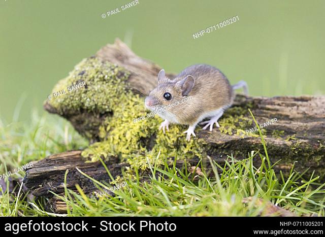 Wood Mouse (Apodemus sylvaticus) also known as Field Mouse, adult standing on stump, Suffolk, England, February, Credit:Paul Sawer / Avalon