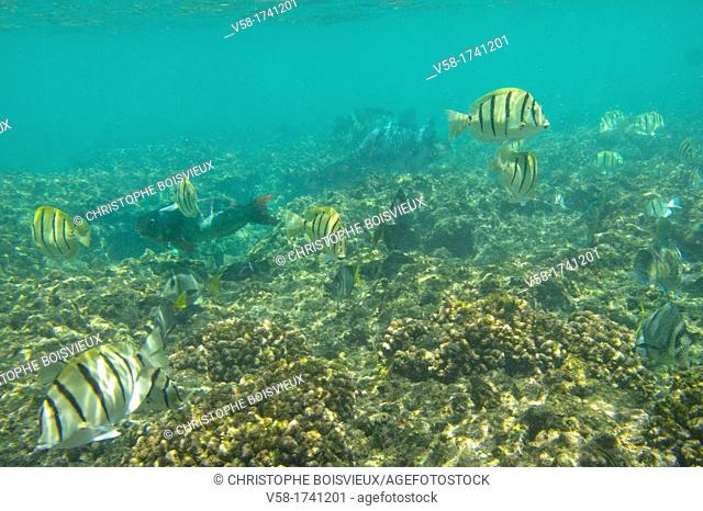 Mexico, Baja California, Cabo Pulmo National Marine Park, Bahia Los Frailes, Coral reef, Sergeant Major fish