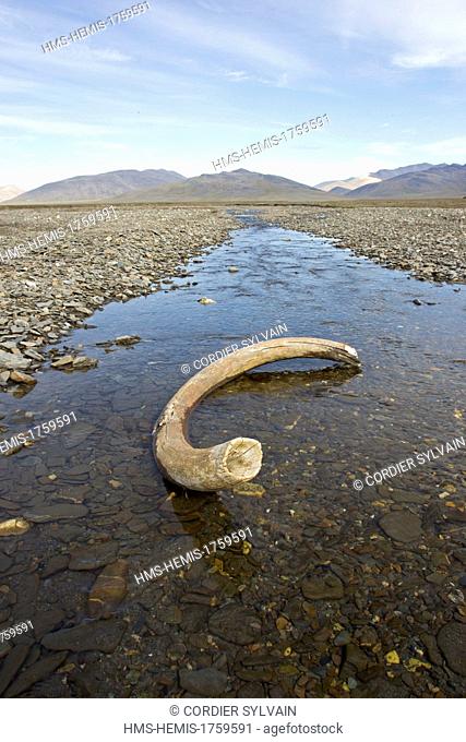 Russia, Chukotka autonomous district, Wrangel island, Doubtful village, mammoth tusk in the bed of the river (Doubtful river)